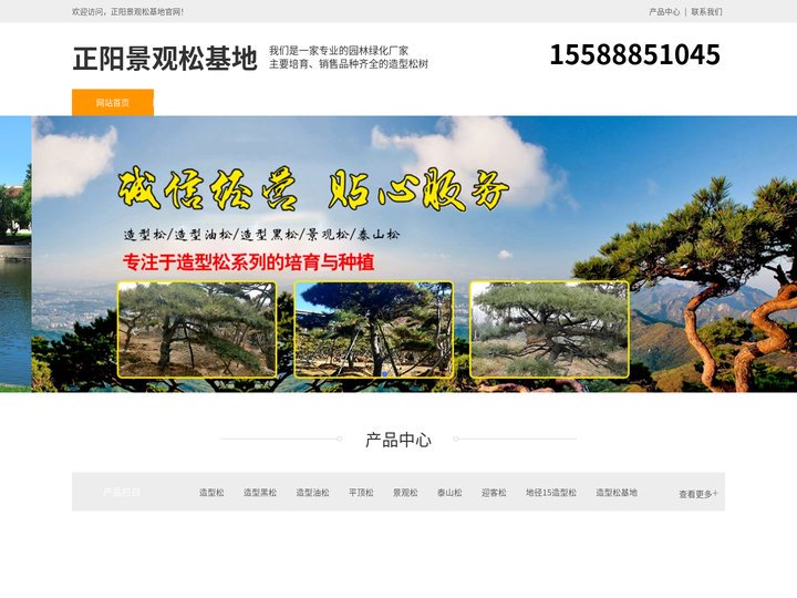 正阳造型黑松-泰山迎客松-正阳平顶松种植-正阳景观松基地