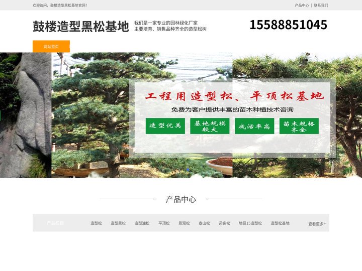 鼓楼景观松-泰山迎客松-鼓楼平顶松种植-鼓楼造型黑松基地