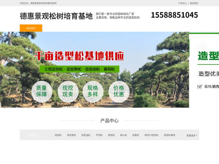 德惠平顶松种植-泰山迎客松-德惠造型黑松-德惠景观松树培育基地