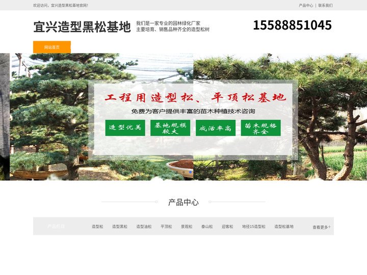 宜兴景观松-泰山迎客松-宜兴平顶松种植-宜兴造型黑松基地