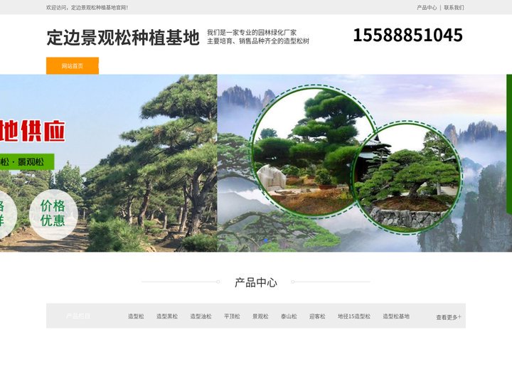 定边平顶松养护-泰山迎客松-定边造型黑松树-定边景观松种植基地
