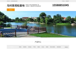 马村造型黑松-泰山迎客松-马村平顶松种植-马村景观松基地