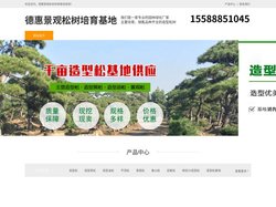 德惠平顶松种植-泰山迎客松-德惠造型黑松-德惠景观松树培育基地