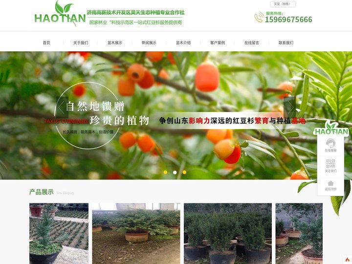红豆杉，曼地亚红豆杉，济南红豆杉，昊天红豆杉，红豆杉小苗