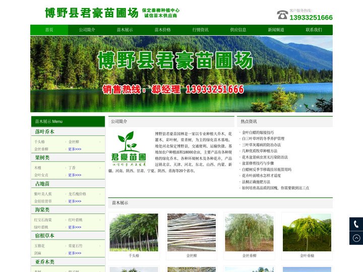河北垂柳，金丝垂柳，馒头柳，旱柳价格，柳树基地 - 博野县君豪苗园林