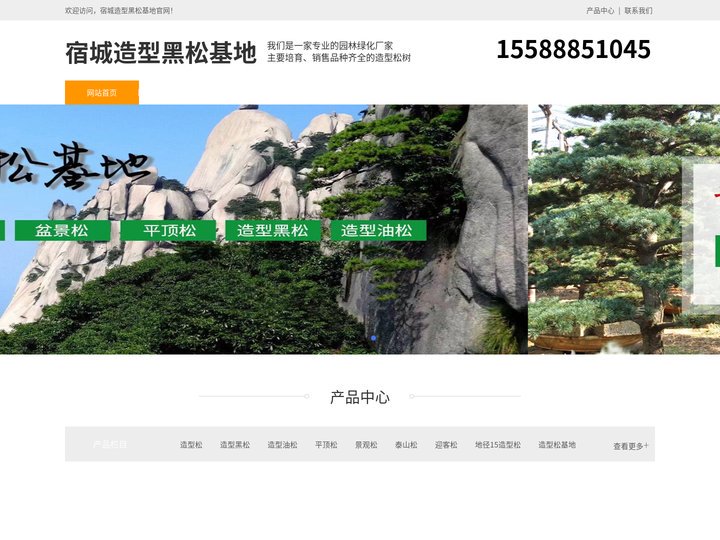 宿城景观松-泰山迎客松-宿城平顶松种植-宿城造型黑松基地