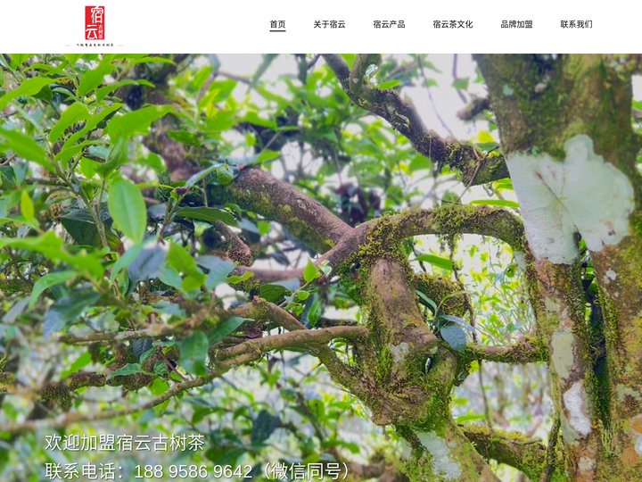 宿云古树茶