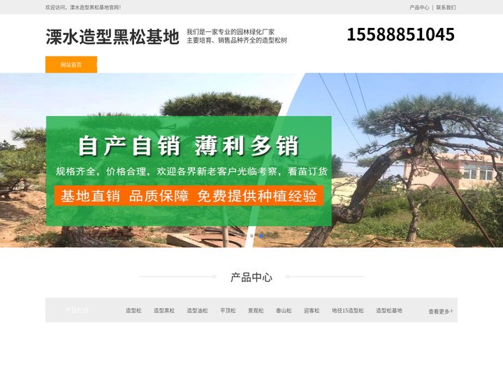 溧水景观松-泰山迎客松-溧水平顶松种植-溧水造型黑松基地