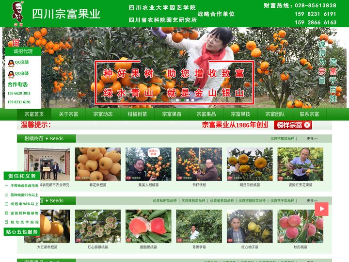 成都天府新区宗富水果种植专业合作社|柑橘苗