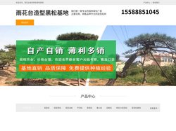 雨花台景观松-泰山迎客松-雨花台平顶松种植-雨花台造型黑松基地