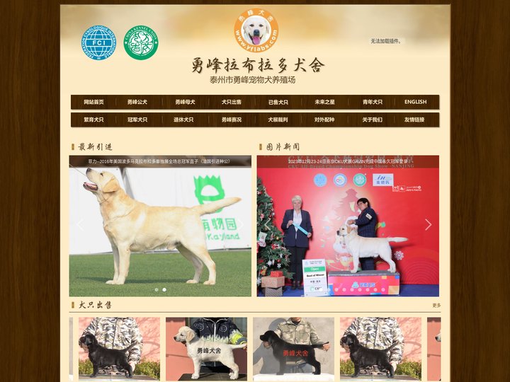 拉布拉多-勇峰拉布拉多犬舍|拉布拉多犬|拉不拉多 - 勇峰犬舍
