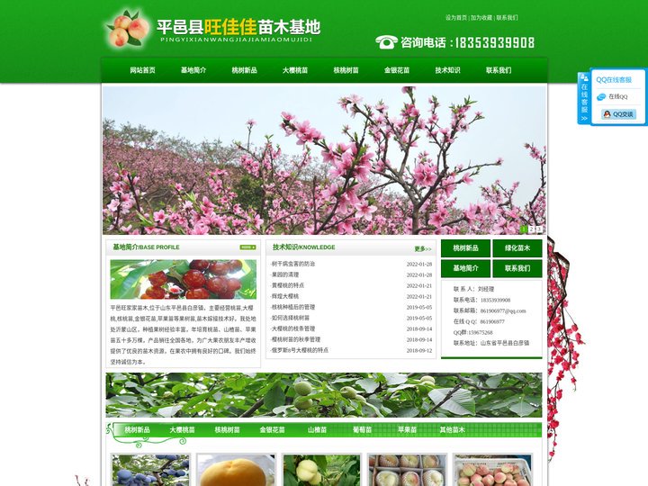 樱桃树苗_山东樱桃树苗木基地