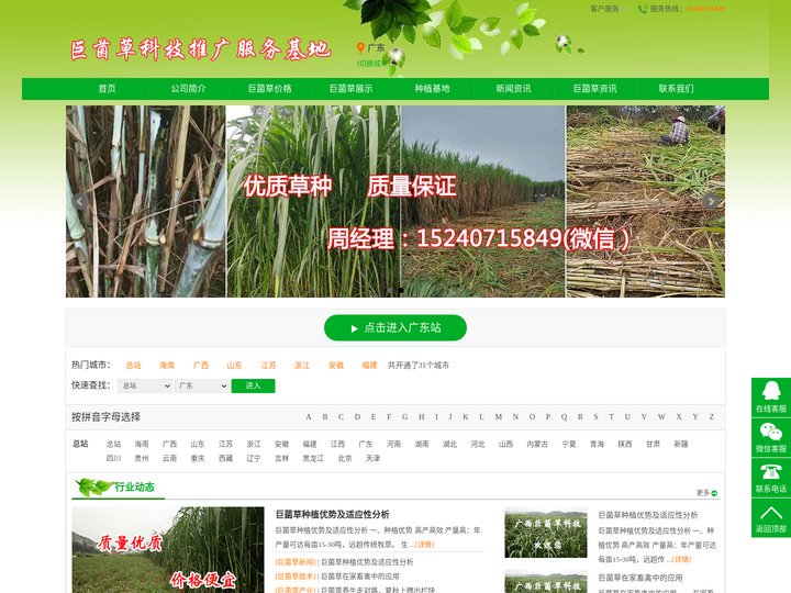 广东巨菌草,广东皇竹草,广东高产牧草就选巨菌草种苗基地