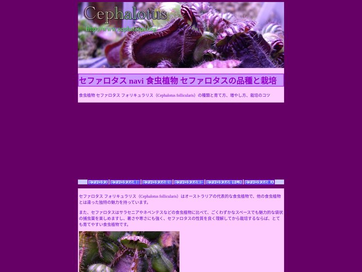 セファロタス navi 食虫植物 セファロタスの品種と栽培