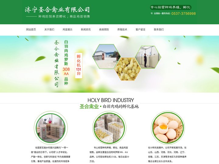 济宁白羽肉鸡苗_济宁鸡苗孵化基地_济宁圣合禽业有限公司