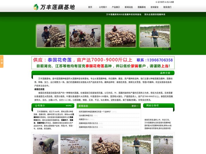 莲藕种子_莲藕的种植方法_藕种_莲藕苗_浅水莲藕种植技术 - 安徽万丰莲藕种苗基地