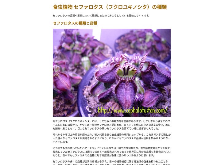食虫植物 セファロタス（フクロユキノシタ）の種類