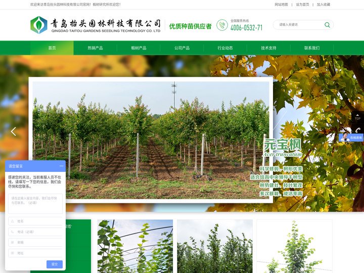 椴树 欧洲小叶椴 欧洲大叶椴 银毛椴 南京椴 缤纷秋色-青岛抬头园林