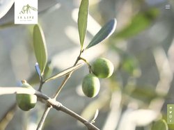 IS LIFE OLIVE FARM｜イズライフオリーブ農園｜小豆島