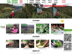 苏州碧螺春_洞庭碧螺春_碧螺春价格_西山碧螺春_正宗碧螺春茶叶