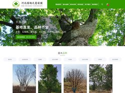 河北围场天意苗木基地-专注园林绿化苗木种植与苗木销售