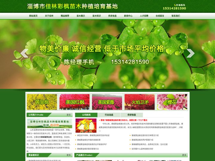 挪威槭黄金枫,狄波拉黄金枫,黄金枫小苗_山东淄博佳林彩枫培育基地
