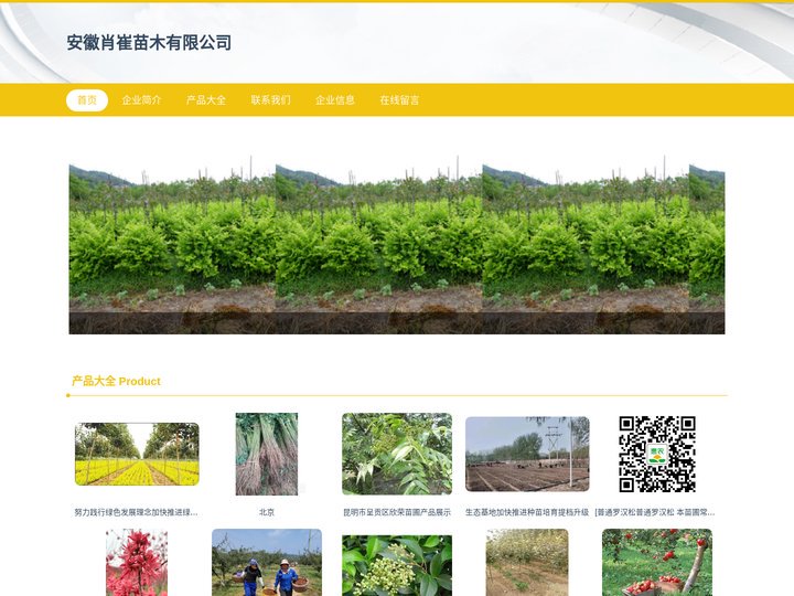 安徽肖崔苗木有限公司_经济林苗_城镇绿化苗培育
