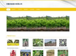 安徽肖崔苗木有限公司_经济林苗_城镇绿化苗培育